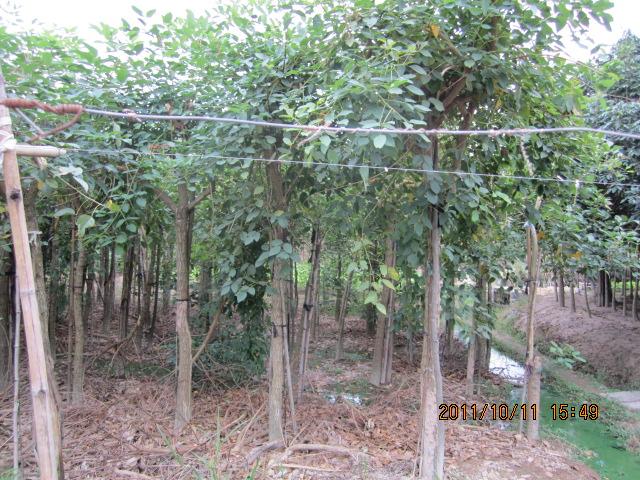 供應(yīng)雞冠刺桐 規(guī)格 福建雞冠刺桐報(bào)價(jià)