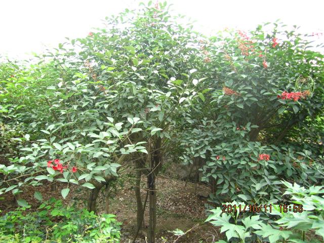 供應(yīng)雞冠刺桐 規(guī)格 福建雞冠刺桐報(bào)價(jià)