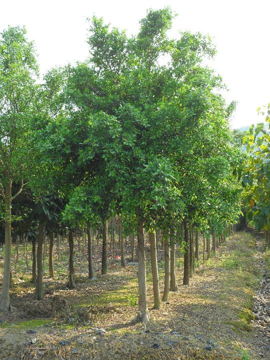 供應(yīng)垂葉榕，耐寒常綠植物，垂榕柱，花葉垂榕批發(fā)銷售，福建綠苗園藝