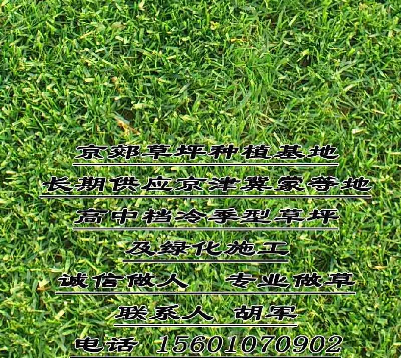 供應(yīng) 承德賣草坪基地承德草坪綠化承德銷售草皮