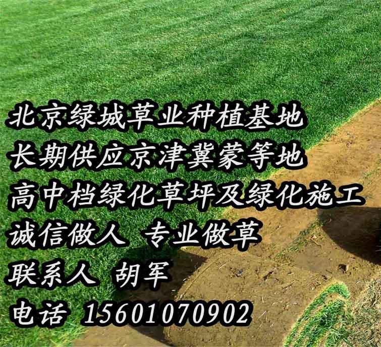 供应草坪唐山草坪草坪报价/高羊茅草坪/别墅庭院专用草坪