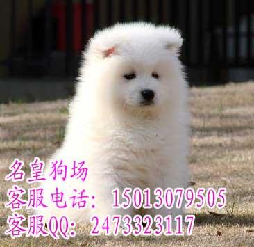 广州市汕头哪里有卖宠物犬汕头哪里有卖狗厂家