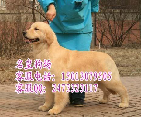 广州哪里有卖金毛犬广州金毛价格图片