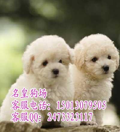 广州宠物狗市场 广州哪里有卖比熊犬 广州比熊犬价格广州比熊犬价钱