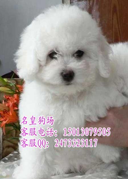 广州市广州纯种比熊犬价格多少广州哪里有厂家