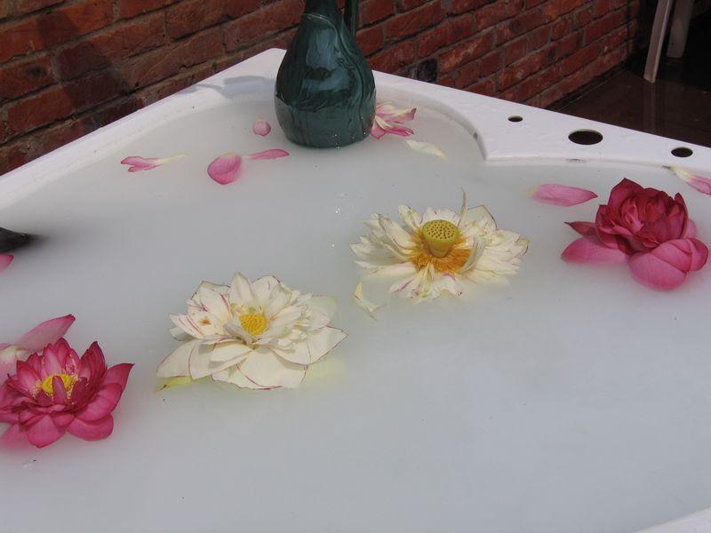 供應水療型納米牛奶浴機批發(fā)