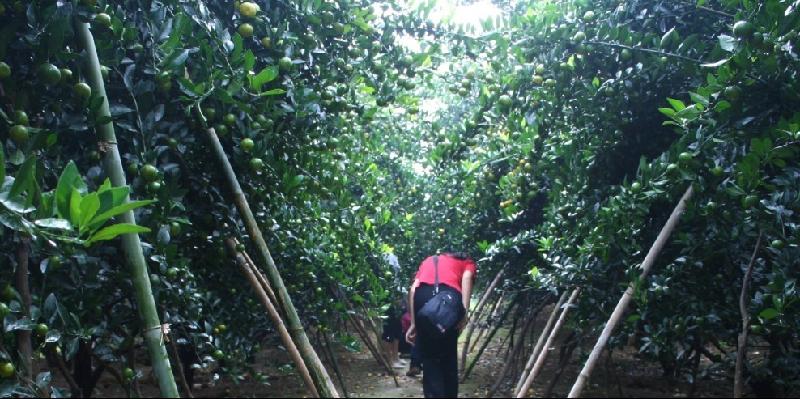 供應(yīng)稀土?；ㄗ`，稀土保花坐果靈價(jià)格，稀土保花坐果靈批發(fā)