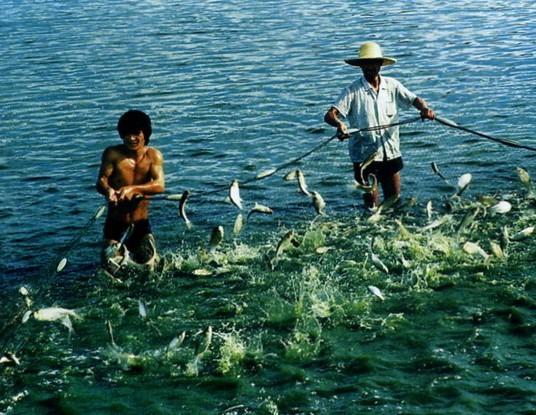 供應(yīng)魚飼料*，魚飼料*價(jià)格，魚飼料*批發(fā)