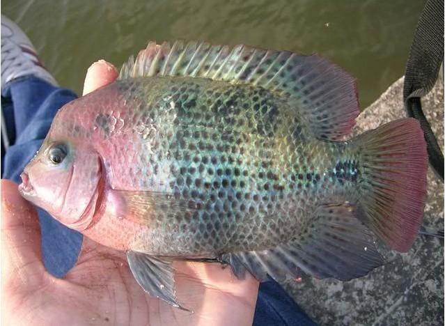 供應(yīng)魚(yú)飼料價(jià)格/魚(yú)飼料批發(fā)，魚(yú)飼料廠家直銷