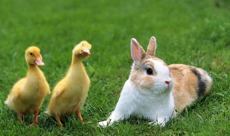 供應(yīng)稀土養(yǎng)殖營養(yǎng)素