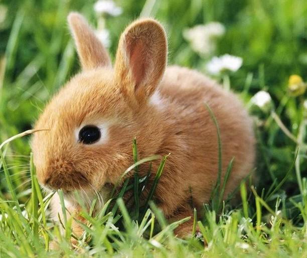 供應(yīng)稀土養(yǎng)殖營養(yǎng)素