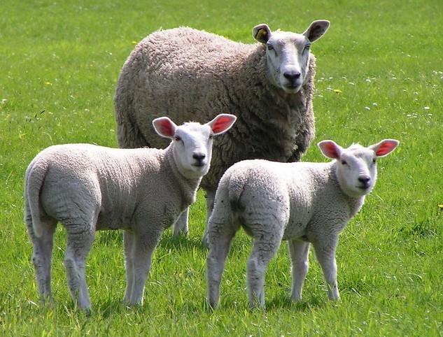 供應(yīng)稀土養(yǎng)殖營養(yǎng)素