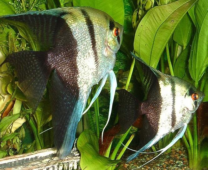 供應(yīng)魚(yú)飼料價(jià)格/魚(yú)飼料批發(fā)，魚(yú)飼料廠家直銷