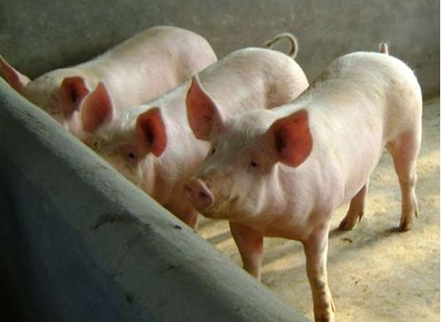 供應(yīng)豬飼料，豬飼料價(jià)格，豬飼料批發(fā)，豬飼料廠家
