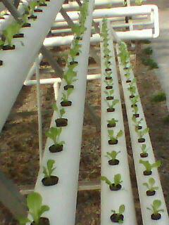 供應(yīng)抗旱保水劑廣譜