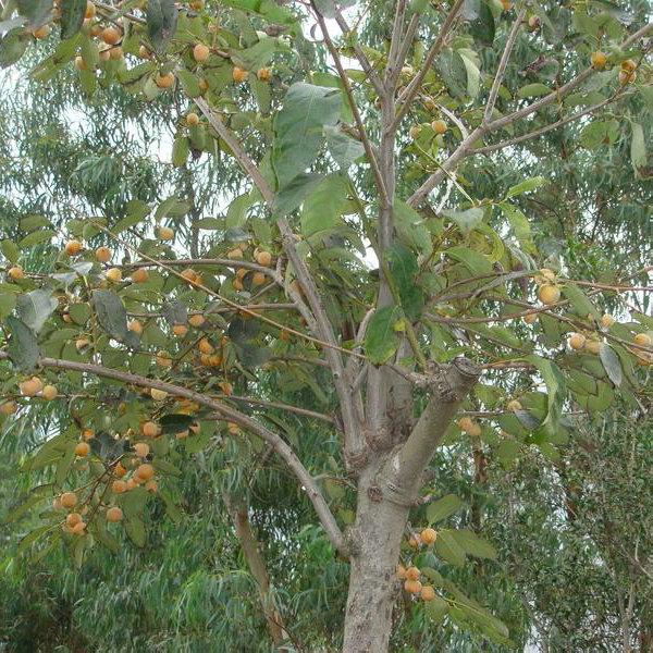 供應(yīng)華北運城星林苗圃大量供柿子樹