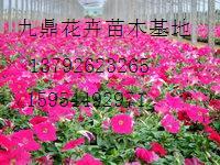 九鼎花卉苗木基地