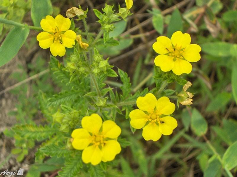 供应山东委陵菜价格山东委陵菜批发宿根草花价格