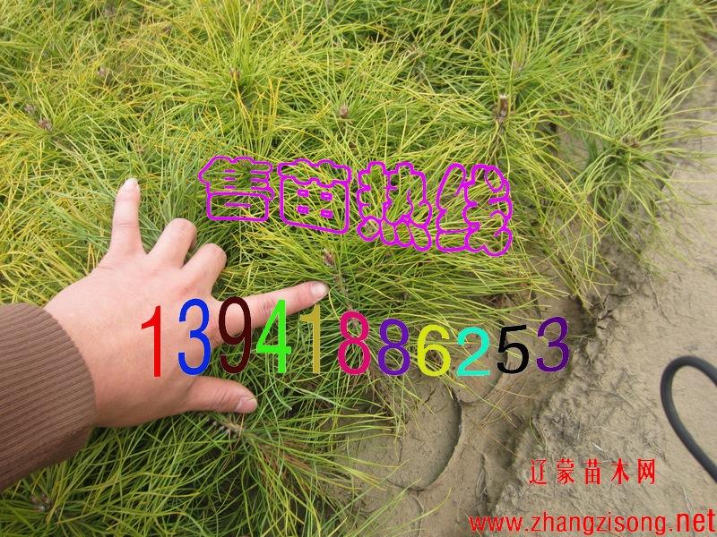 樟子松 樟子松樹(shù)苗 樟子松苗 樟子松小苗 樟子松苗木 樟子松2年生苗