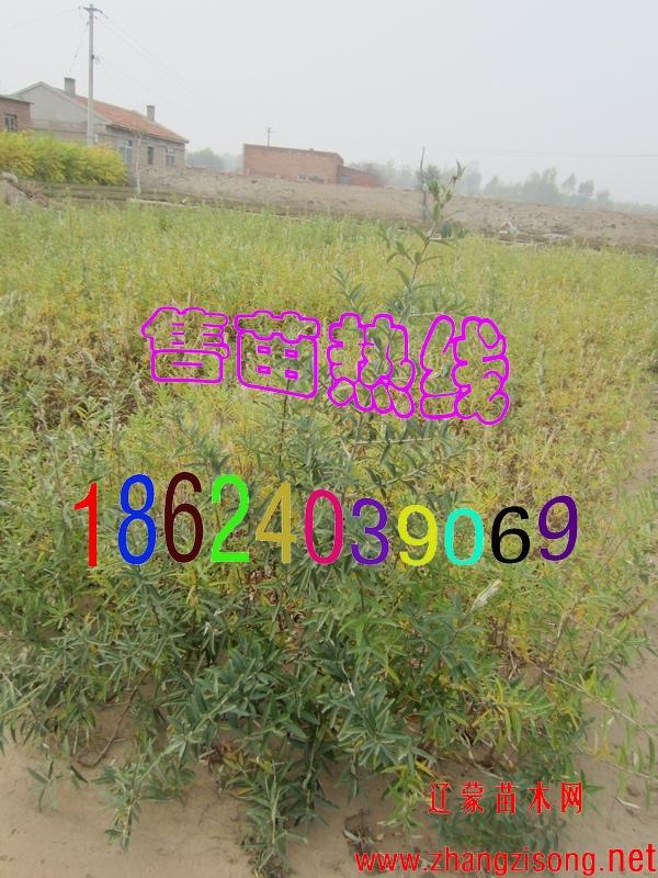 沙棘 沙棘苗 沙棘樹苗 沙棘小苗 大果沙棘 大果沙棘苗 大果沙棘樹苗