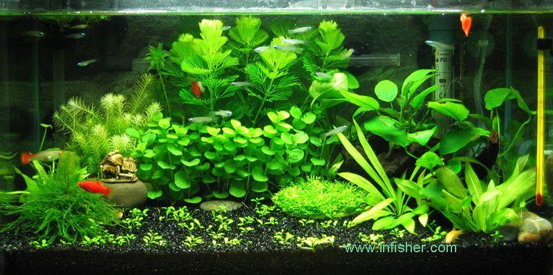 供應(yīng)白云清洗魚缸天河清洗辦公室魚缸