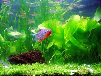 供應(yīng)番禺專業(yè)洗魚缸清洗魚缸清理