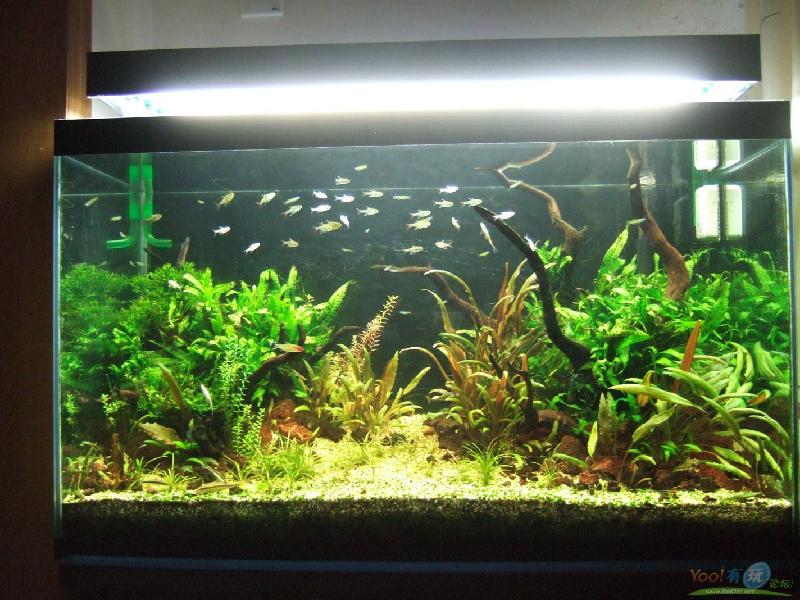 廣州專業(yè)清洗魚缸消毒殺菌魚缸換水圖片