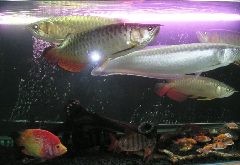 魚缸換水圖片/魚缸換水樣板圖 (2)