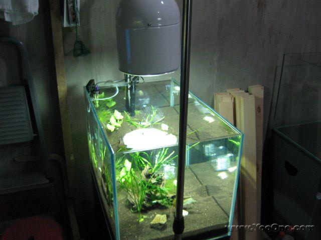 供應(yīng) 廣州水景護(hù)理廣州清洗魚缸換水