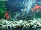供應(yīng)廣州魚缸清理價(jià)格廣州魚缸價(jià)格廣州魚缸維護(hù)價(jià)格廣州魚缸*價(jià)格