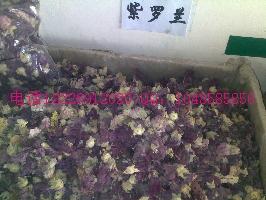 供應(yīng)扁豆花批發(fā)月季花批發(fā)  優(yōu)質(zhì)扁豆花，南豆花，月季花批發(fā)