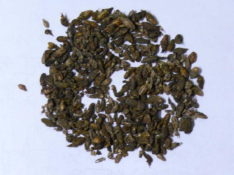 供應(yīng)金沙牛批發(fā)*批發(fā)價(jià)格