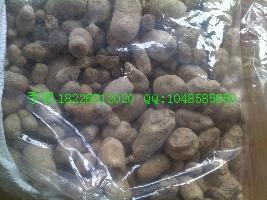 供應(yīng)大將軍批發(fā)螻蛄批發(fā)價格