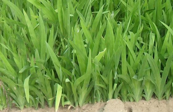 供應山慈菇批發(fā)射干種子批發(fā)