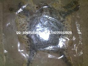 供應(yīng)蛇膽批發(fā)蛇鞭批發(fā)