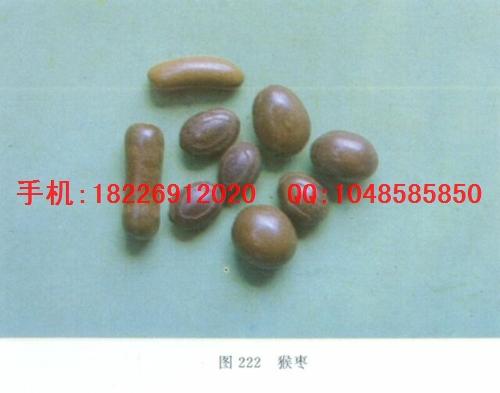 供應(yīng)馬寶批發(fā)猴棗批發(fā)價(jià)格