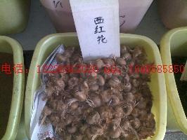 供應(yīng)旱半夏種子