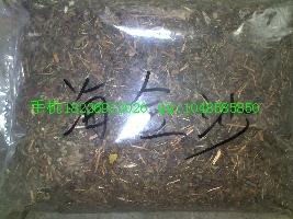 供應(yīng)大將軍批發(fā)螻蛄批發(fā)價格