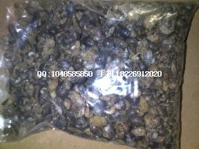 供應(yīng)金沙牛批發(fā)*批發(fā)價(jià)格