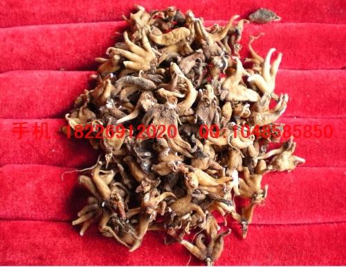 供應(yīng)鷹嘴豆批發(fā)南燭子批發(fā)價格