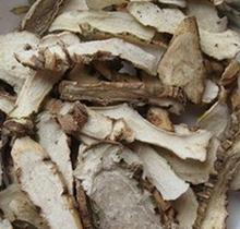 供應(yīng)馬齒莧批發(fā)野薺菜根批發(fā)