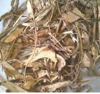 供應(yīng)馬齒莧批發(fā)野薺菜根批發(fā)