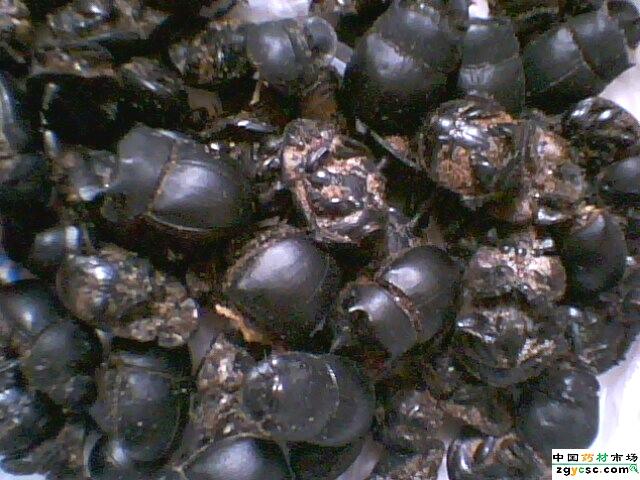 供應(yīng)大將軍批發(fā)螻蛄批發(fā)價格