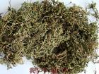 供應(yīng)獨(dú)角蓮價(jià)格鵝不食草價(jià)格法海羅價(jià) 優(yōu)質(zhì)獨(dú)角蓮價(jià)格鵝不食草價(jià)格法海羅