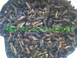 供應(yīng)大將軍批發(fā)螻蛄批發(fā)價格