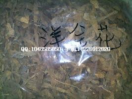 供應天葵子批發(fā)何首烏批發(fā)