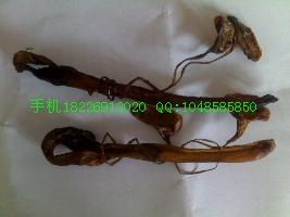 供應(yīng)海狗鞭價(jià)格批發(fā) 優(yōu)質(zhì)選貨海狗鞭價(jià)格