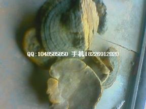 供應(yīng)白刀豆批發(fā)金櫻子批發(fā) 優(yōu)質(zhì)白刀豆，金櫻子批發(fā) 優(yōu)質(zhì)刺榆子，金櫻子批發(fā) 優(yōu)質(zhì)刺榆子，金櫻子，倒掛金鉤批發(fā)