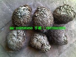 供應馬蹬草批發(fā)蛹蟲草批發(fā)廠家 優(yōu)質(zhì)馬蹬草批發(fā)蛹蟲草批發(fā)廠家