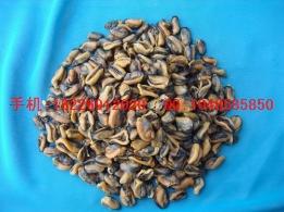 供應(yīng)馬陸批發(fā)馬寶批發(fā)